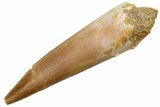 Fossil Plesiosaur (Zarafasaura) Tooth - Morocco #224453-1